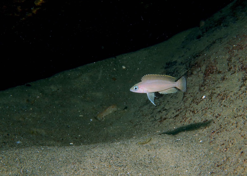 Neolamprologus leloupi 'Nkwasi Point'
